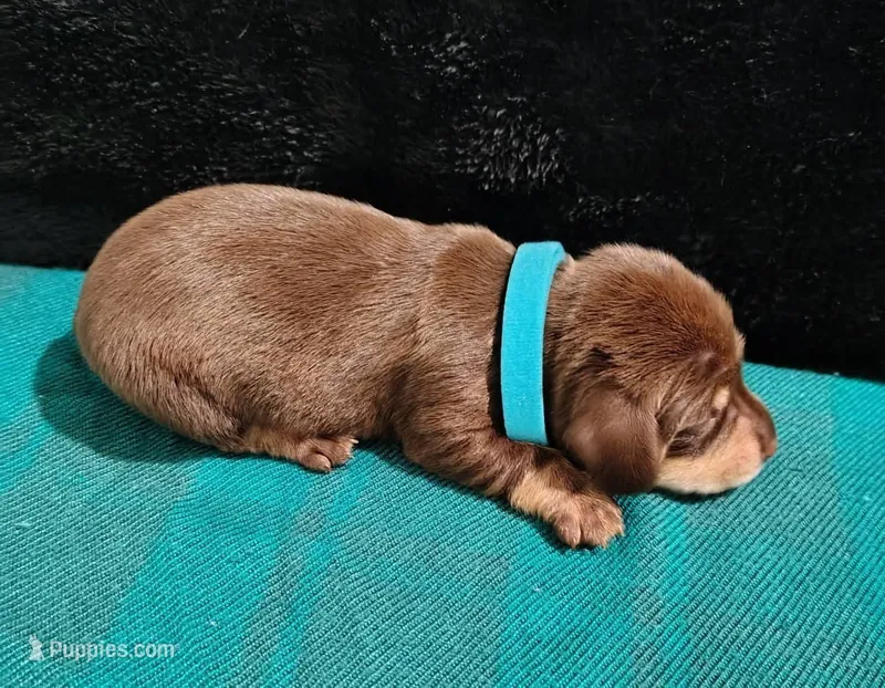 Chocolate & cream male