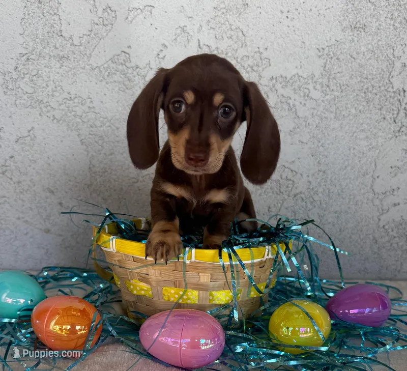Chocolate & cream male – Miniature Dachshund puppy for sale in Riverside, CA