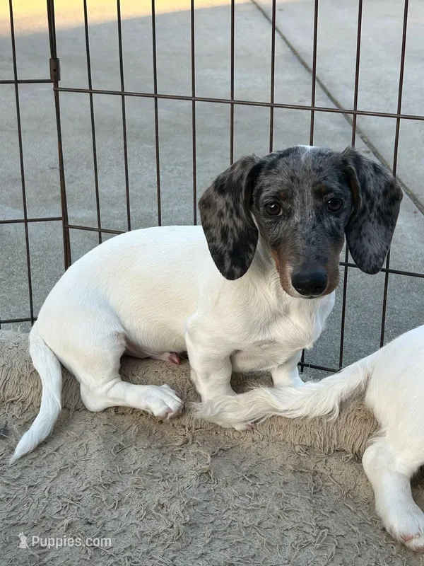 Black & tan dapple piebald male 