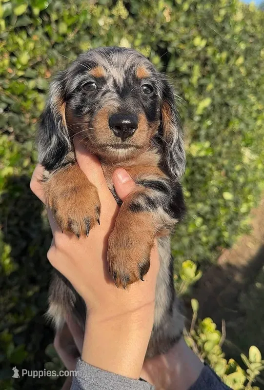 Longhair black & tan dapple male , a male Miniature Dachshund for sale in Riverside, CA – Photo 1 of 1