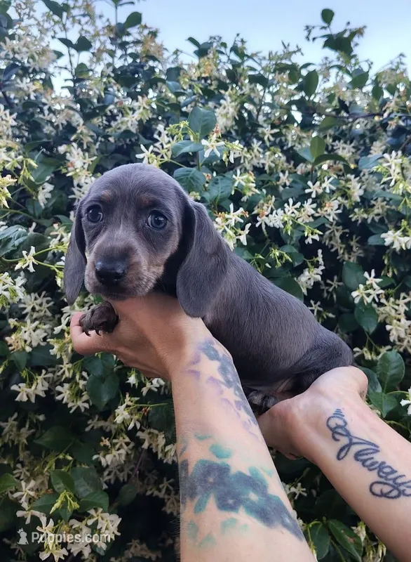 Blue & tan brindle female – Miniature Dachshund puppy for sale in Riverside, CA
