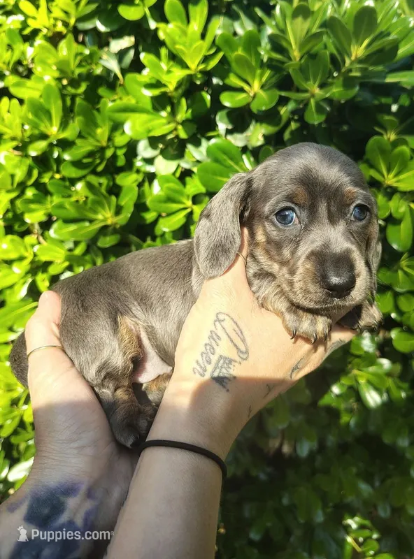 Blue & tan brindle female – Miniature Dachshund puppy for sale in Riverside, CA