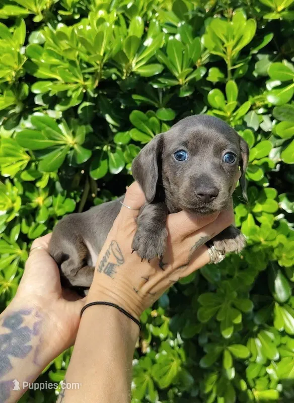 Blue female – Miniature Dachshund puppy for sale in Riverside, CA