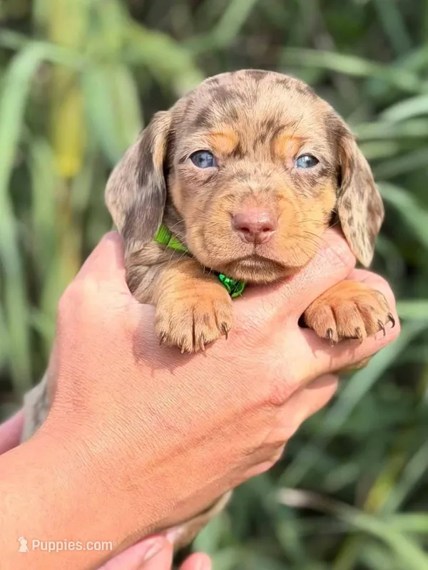 Chocolate & tan dapple female