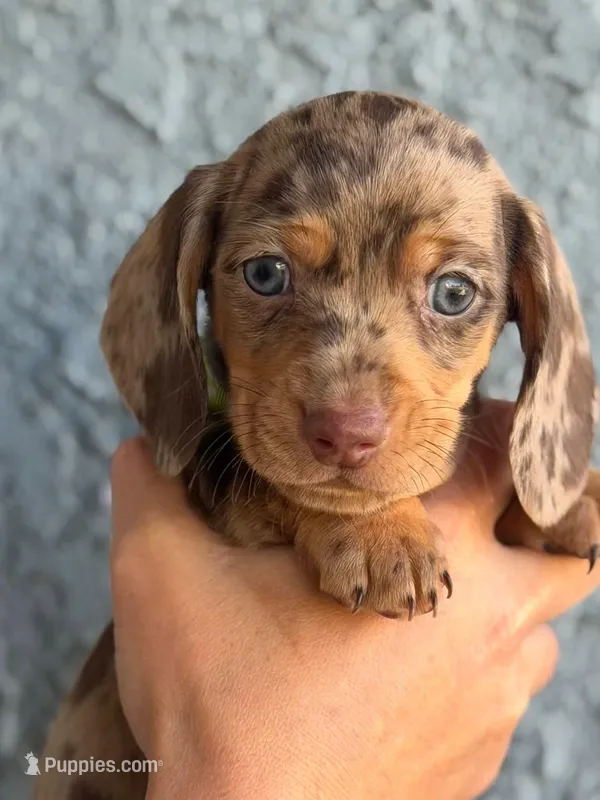 Chocolate & tan dapple female