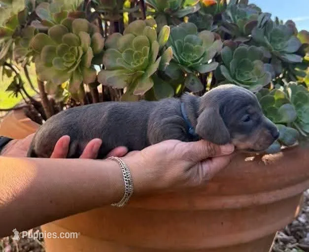 Blue & tan male – Miniature Dachshund puppy for sale in Riverside, CA
