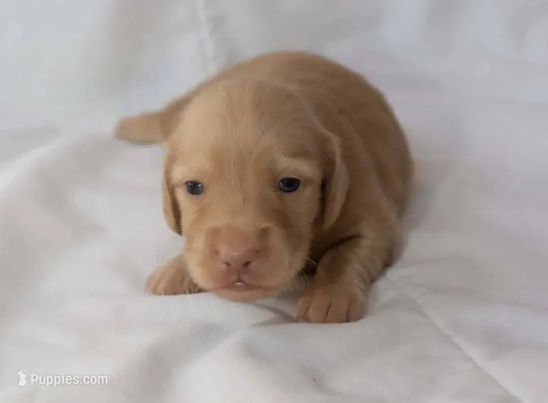 Lh cream male – Miniature Dachshund puppy for sale in Krum, TX