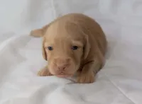 Lh cream male, a male Miniature Dachshund for sale in Krum, TX – 1 of 1