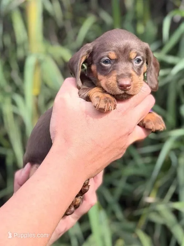 Chocolate and tan female
