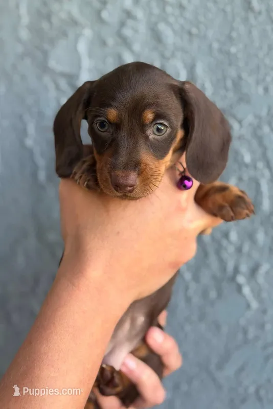 Chocolate and tan female