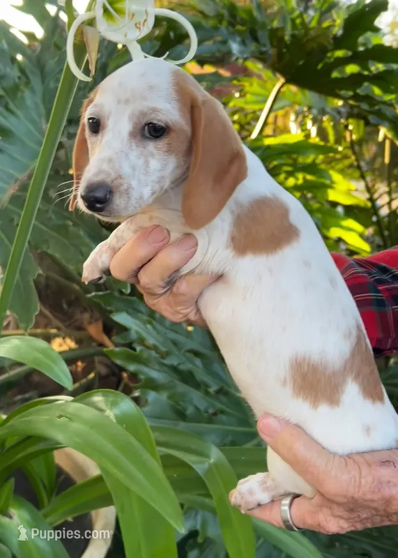 Red piebald male  – Miniature Dachshund puppy for sale in Riverside, CA