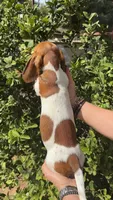Red piebald male , a male Miniature Dachshund for sale in Riverside, CA – Photo 3 of 3