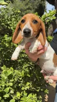 Red piebald male , a male Miniature Dachshund for sale in Riverside, CA – Photo 2 of 3