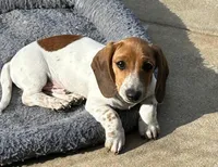 Red piebald male , a male Miniature Dachshund for sale in Riverside, CA – Photo 1 of 3