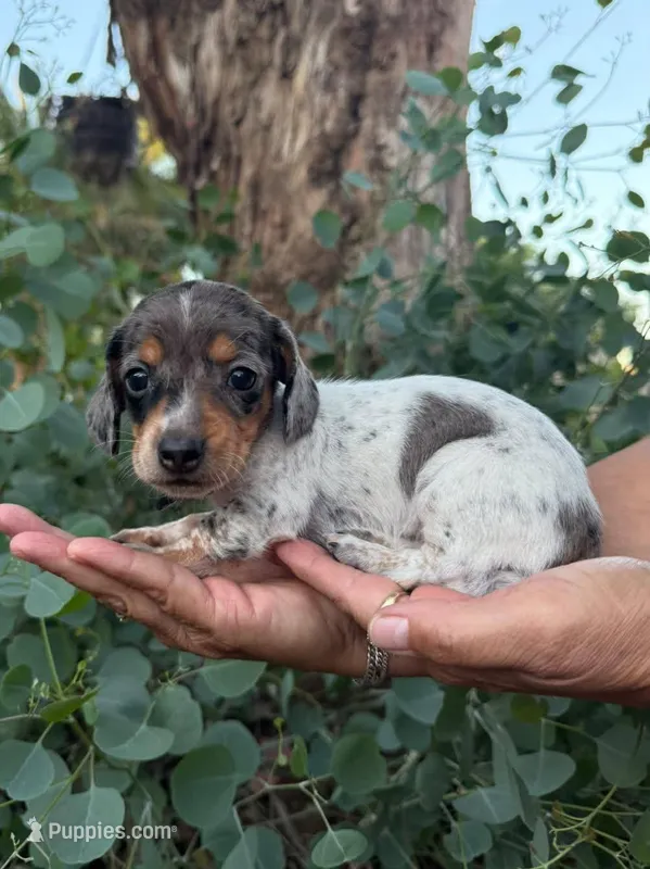 Black & tan dapple piebald female – Miniature Dachshund puppy for sale in Riverside, CA