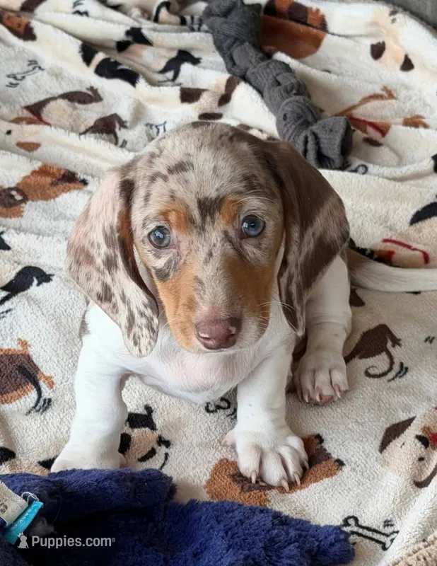 Chocolate and tan dapple piebald male  – Miniature Dachshund puppy for sale in Riverside, CA