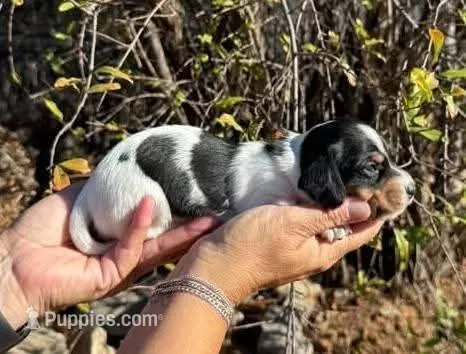 Black & tan piebald female  – Miniature Dachshund puppy for sale in Riverside, CA