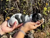 Black & tan piebald female , a female Miniature Dachshund for sale in Riverside, CA – 1 of 1