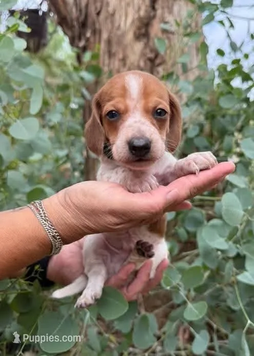 Red piebald male – Miniature Dachshund puppy for sale in Riverside, CA
