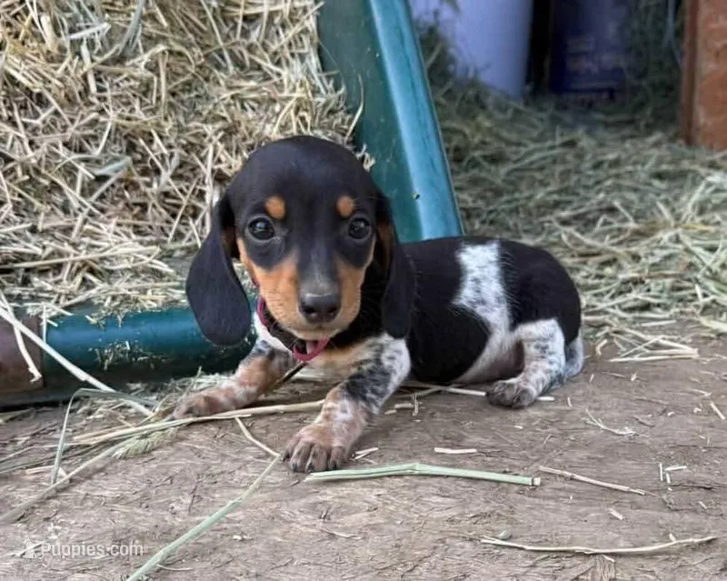 Black & tan piebald female  – Miniature Dachshund puppy for sale in Riverside, CA