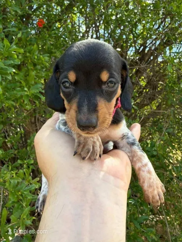 Black & tan piebald female  – Miniature Dachshund puppy for sale in Riverside, CA