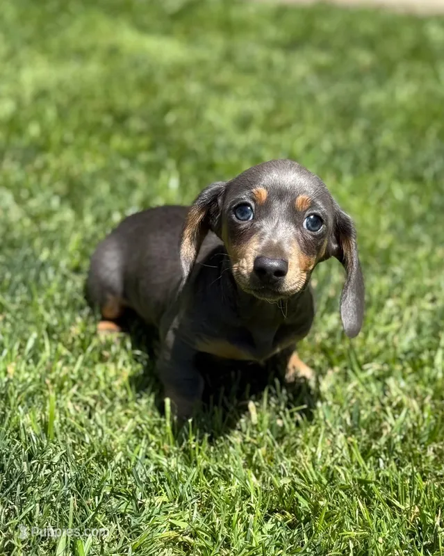 Blue & tan female – Miniature Dachshund puppy for sale in Riverside, CA