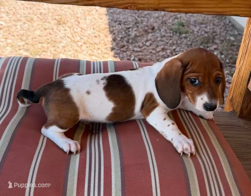 Red piebald male – Miniature Dachshund puppy for sale in Riverside, CA