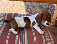 Red piebald male, a male Miniature Dachshund for sale in Riverside, CA – 1 of 1