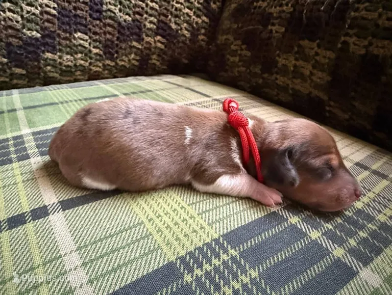Red dapple piebald male  – Miniature Dachshund puppy for sale in Riverside, CA