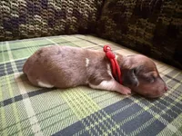 Red dapple piebald male , a male Miniature Dachshund for sale in Riverside, CA – 1 of 1