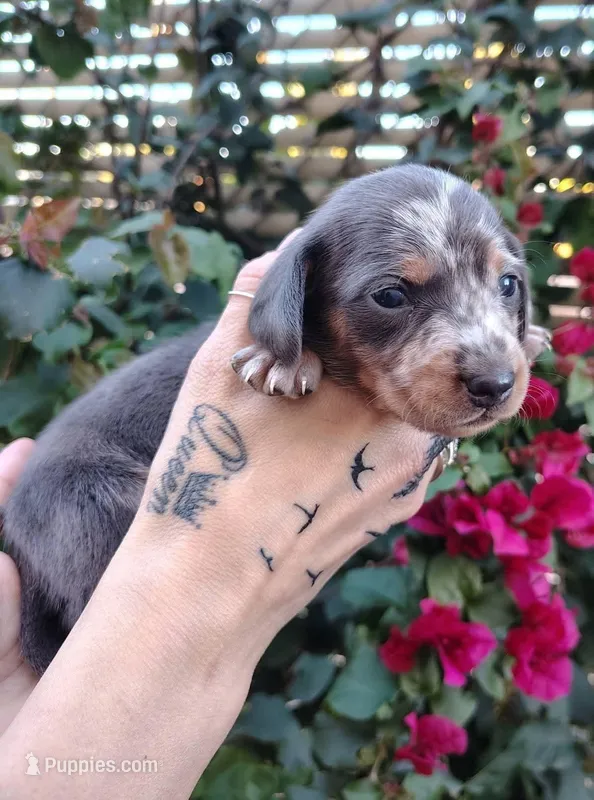 Blue & tan/cream dapple female