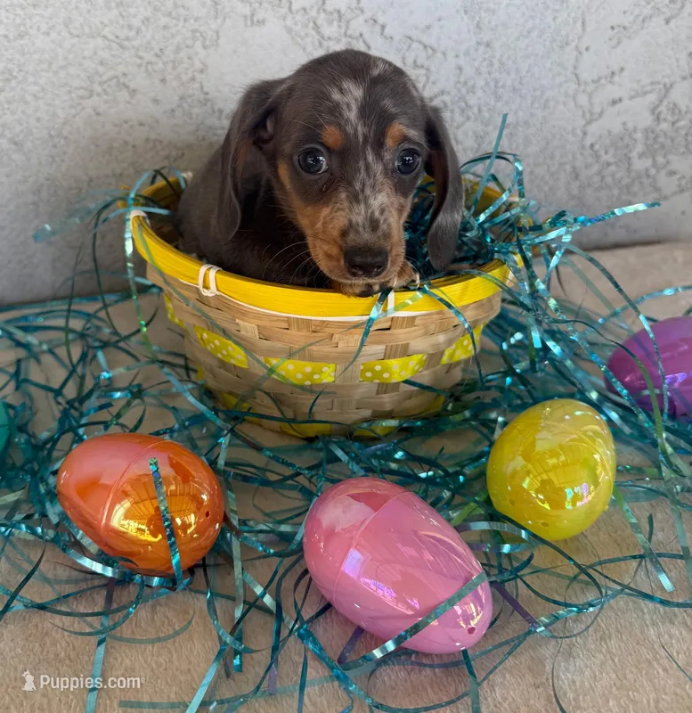 Blue & tan/cream dapple female – Miniature Dachshund puppy for sale in Riverside, CA