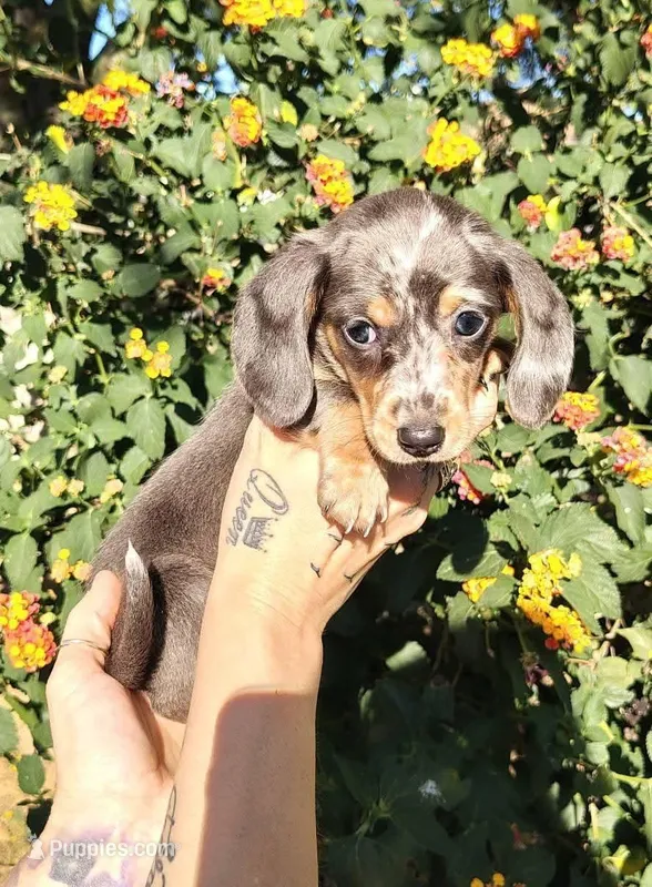 Blue & tan/cream dapple female – Miniature Dachshund puppy for sale in Riverside, CA