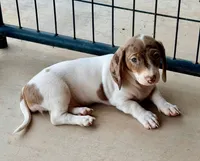 Chocolate & tan dapple piebald female , a female Miniature Dachshund for sale in Riverside, CA – 1 of 1