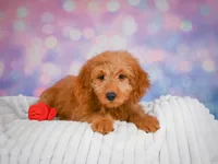 Ollie, a male Miniature Goldendoodle for sale in Dundee, OH – 2 of 4