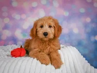 Bella, a female Miniature Goldendoodle for sale in Dundee, OH – 3 of 4