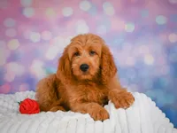 Lucky, a male Miniature Goldendoodle for sale in Dundee, OH – 5 of 5