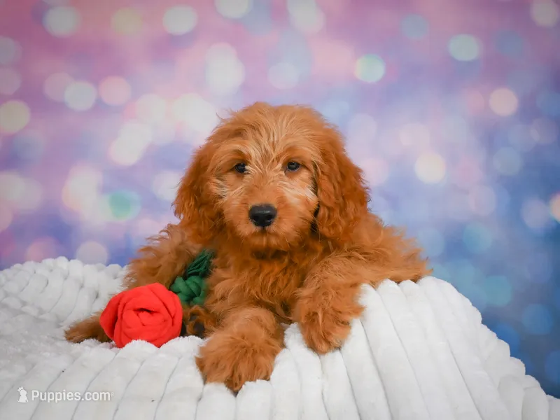 Ollie – Miniature Goldendoodle puppy for sale in Dundee, OH