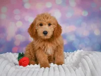 Molly, a female Miniature Goldendoodle for sale in Dundee, OH – 3 of 5