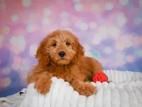Ollie, a male Miniature Goldendoodle for sale in Dundee, OH – 4 of 4