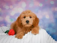 Molly, a female Miniature Goldendoodle for sale in Dundee, OH – 5 of 5