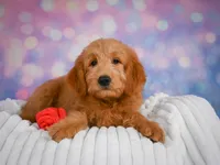 Duke, a male Miniature Goldendoodle for sale in Dundee, OH – 3 of 5