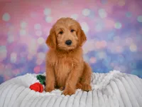 Duke, a male Miniature Goldendoodle for sale in Dundee, OH – 5 of 5