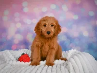 Ollie, a male Miniature Goldendoodle for sale in Dundee, OH – 3 of 4