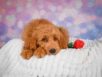 Lucky, a male Miniature Goldendoodle for sale in Dundee, OH – 3 of 5