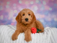 Duke, a male Miniature Goldendoodle for sale in Dundee, OH – 1 of 5