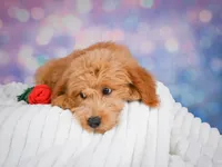 Molly, a female Miniature Goldendoodle for sale in Dundee, OH – 2 of 5