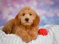 Molly, a female Miniature Goldendoodle for sale in Dundee, OH – 4 of 5