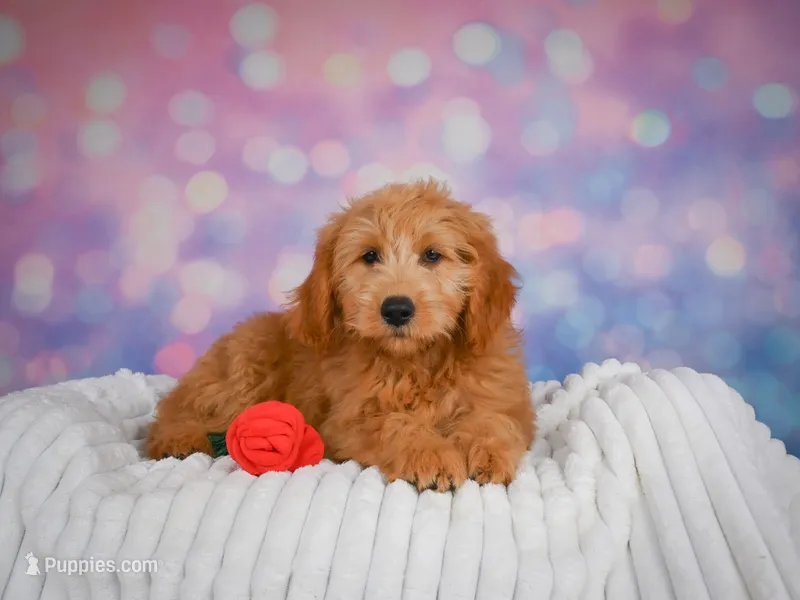 Bella – Miniature Goldendoodle puppy for sale in Dundee, OH