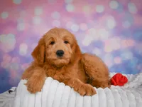 Duke, a male Miniature Goldendoodle for sale in Dundee, OH – 4 of 5